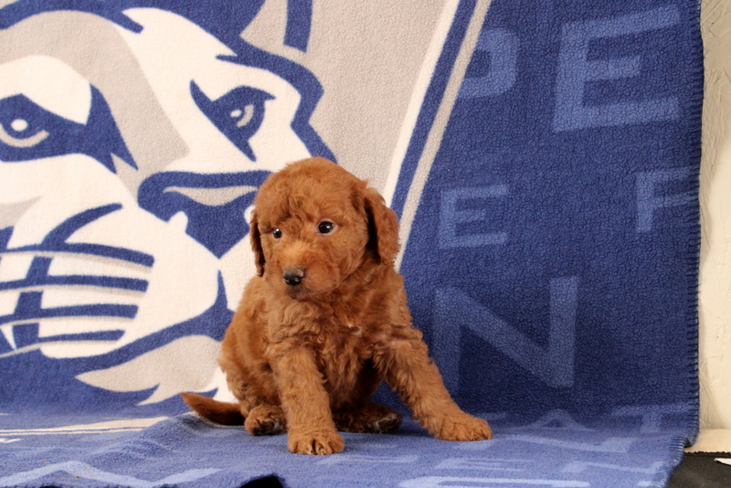 puppy, for, sale, Mini Goldendoodle F1B, Matthew B. Stoltzfus, dog, breeder, Gap, PA, dog-breeder, puppy-for-sale, forsale, nearby, find, puppyfind, locator, puppylocator, aca